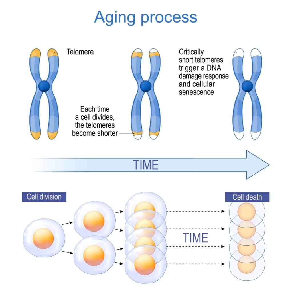 Microbursts for longevity and telomere health - Microbursts Longevity