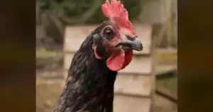 Cambridge Study: Animal photos on menus boost veggie orders by 15%