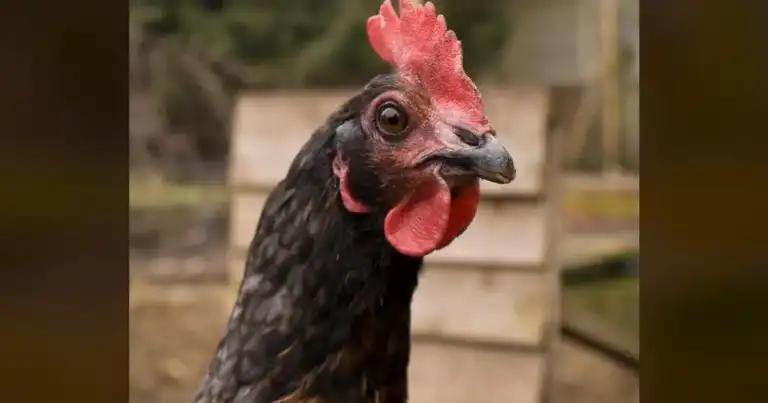 Cambridge Study: Animal photos on menus boost veggie orders by 15%