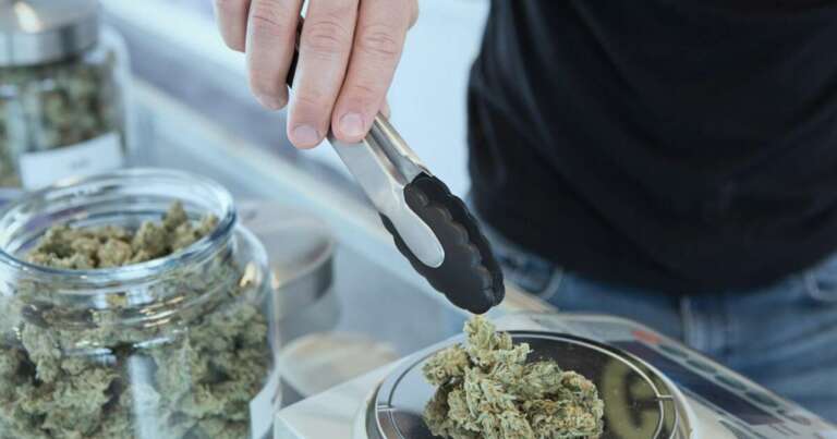 Cannabis Compounds Just Reversed Liver Damage. person holding grey tongs and kush