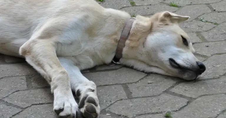 Morocco's World Cup prep means mass dog slaughter