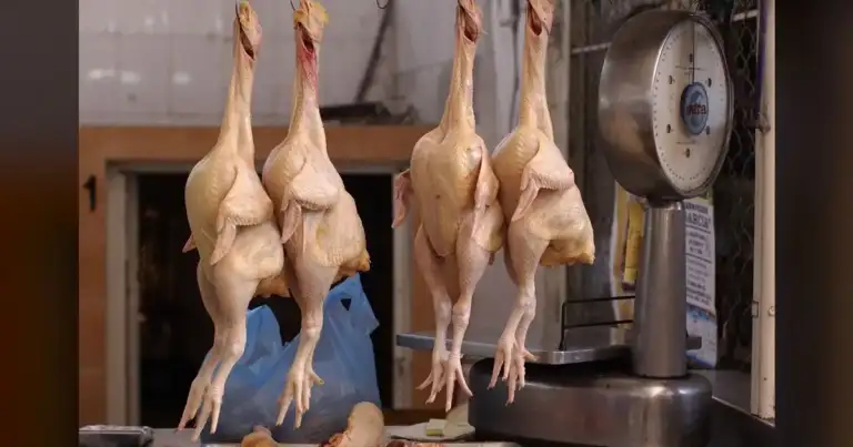 NYC's Live Markets Caught: Filth, Abuse, Disease Risk