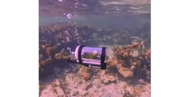 Parrot: My Friends Won't Believe I Explored the Bahamas Underwater