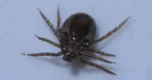 Is creating allergy ticks biological terrorism?