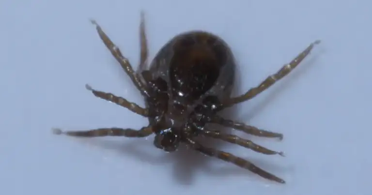 Is creating allergy ticks biological terrorism?